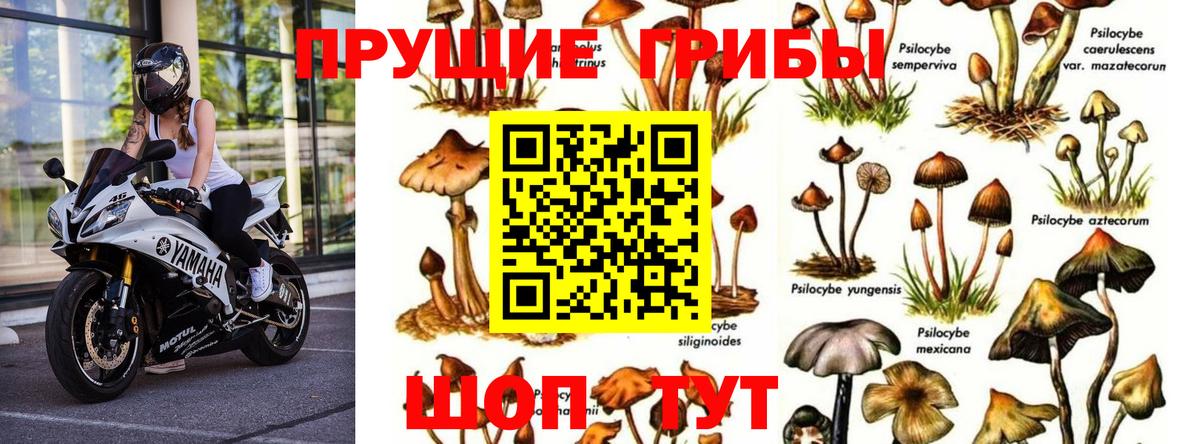 Галлюциногенные грибы GOLDEN TEACHER Новосибирск